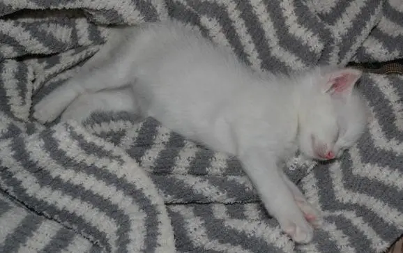 Cute kitten napping peacefully