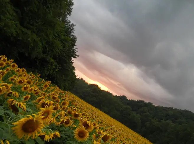Field of sunflowers with dramatic clouds