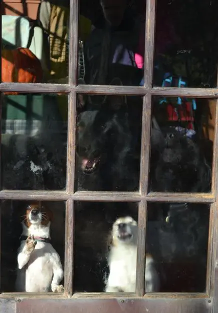 Curious dogs behind window pane