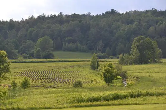 Green farmland with trees and curved rows.