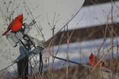 Bright cardinals on metal structure in winter
