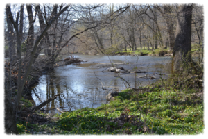 Scenic woodland creek with lush greenery