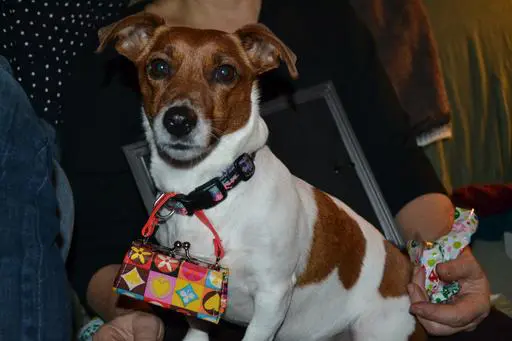 Cute dog posing indoors