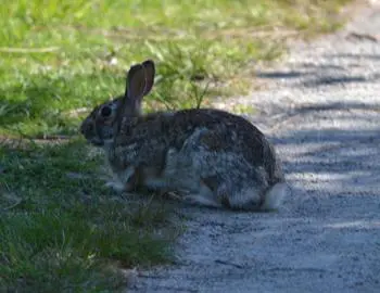 Wild rabbit on dirt trail