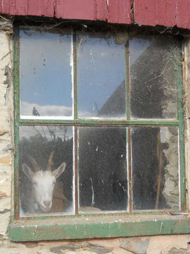 Curious goat behind window glass