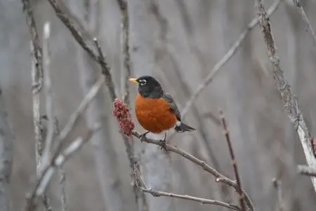 Bird with red breast on branch