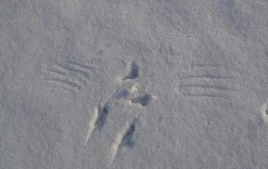 Bird landing tracks in snow